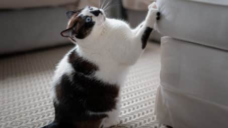 Cat Scratching Furniture? Here's How to Protect it